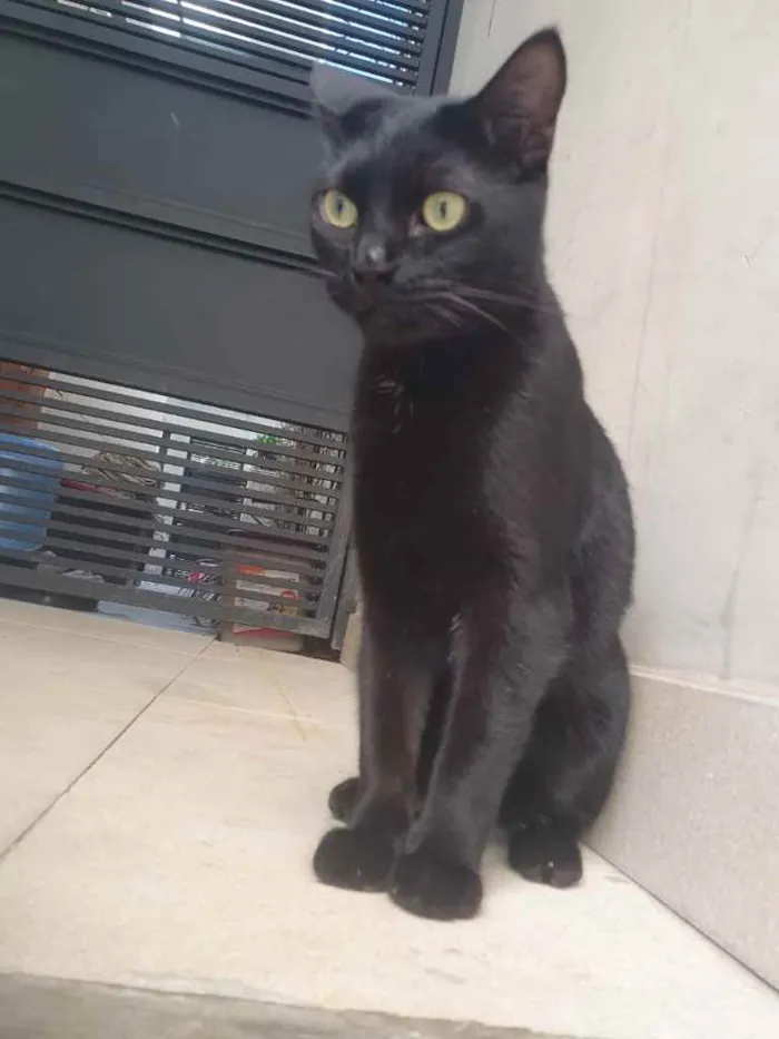 Gato ra a Srd idade 7 a 11 meses nome Lindíssimo gatinho