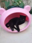 Lindíssimo gatinho
