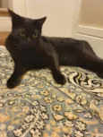 Lindíssimo gatinho