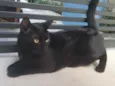 Lindíssimo gatinho