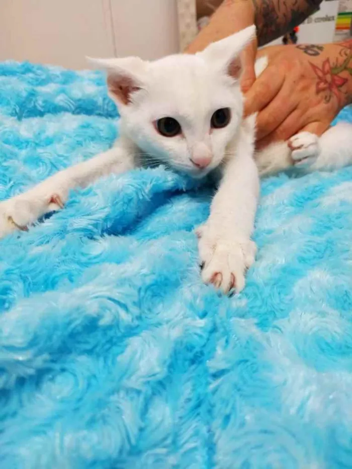 Gato ra a Srd idade 2 a 6 meses nome Gaspar lindo bebê 