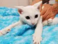Gaspar lindo bebê 