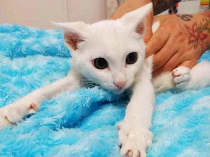 Gato ra a Srd idade 2 a 6 meses nome Gaspar lindo bebê 