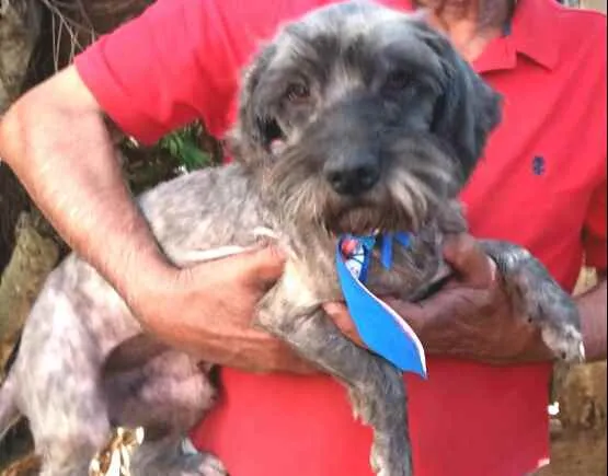 Cachorro ra a  idade 4 anos nome Amendoim