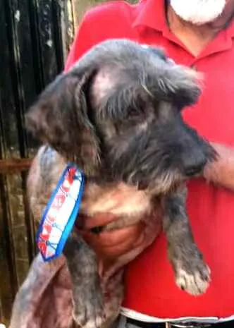 Cachorro ra a  idade 4 anos nome Amendoim