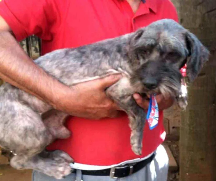Cachorro ra a  idade 4 anos nome Amendoim