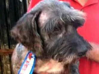 Cachorro ra a  idade 4 anos nome Amendoim