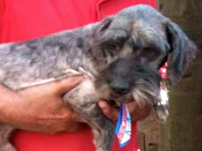 Cachorro ra a  idade 4 anos nome Amendoim