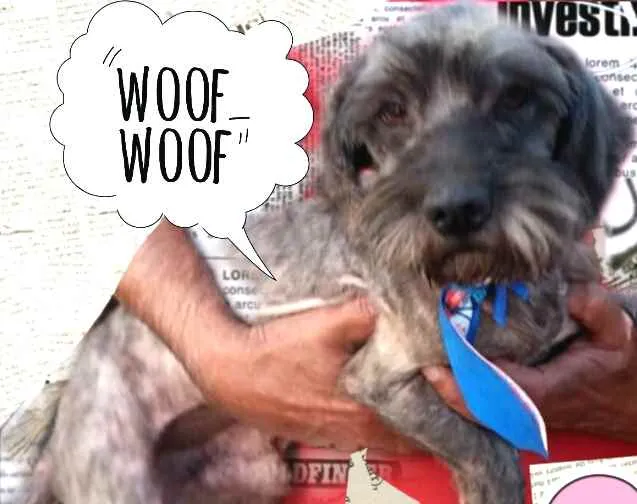 Cachorro ra a  idade 4 anos nome Amendoim