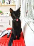 Salem lindo fofinho