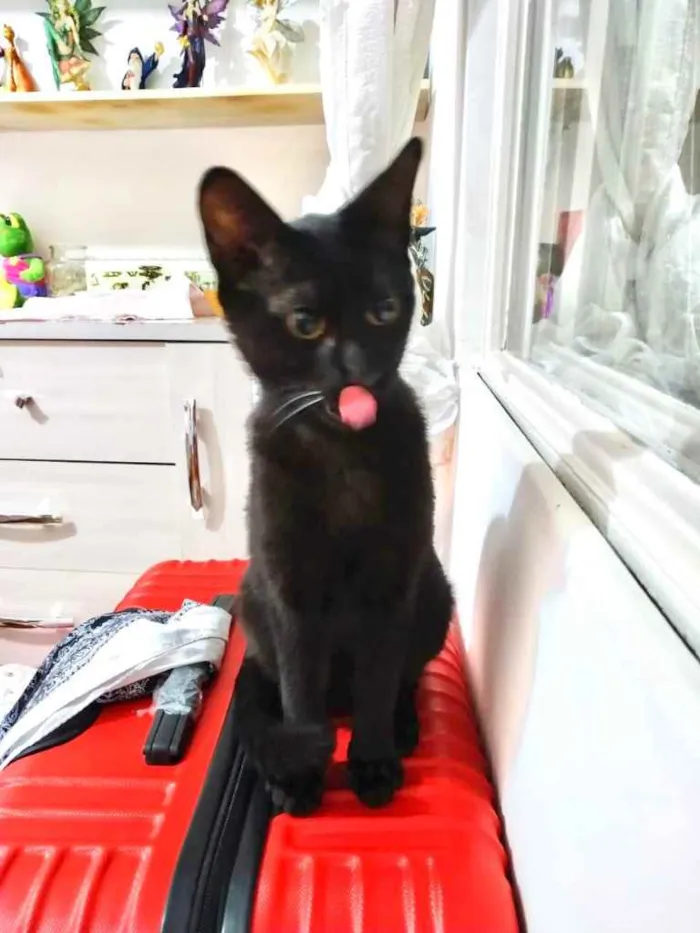 Gato ra a Srd idade 2 a 6 meses nome Salem lindo fofinho