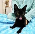 Salem lindo fofinho