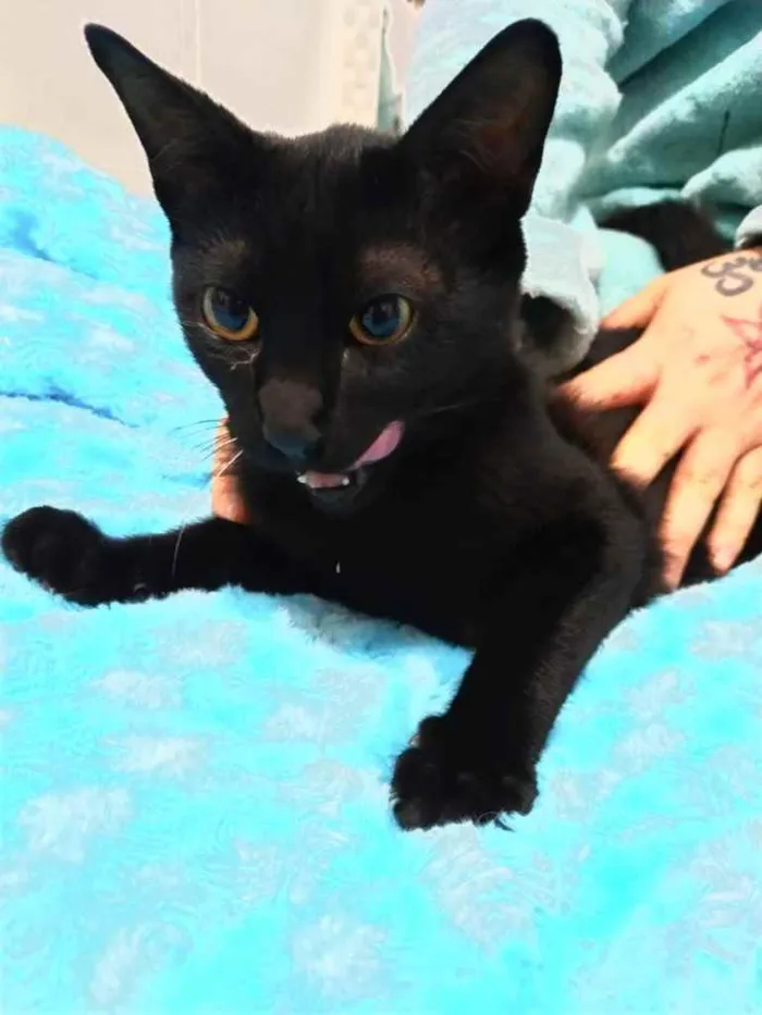 Gato ra a Srd idade 2 a 6 meses nome Salem lindo fofinho