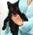 Salem lindo fofinho
