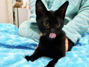 Gato raça Srd idade 2 a 6 meses nome Salem lindo fofinho 