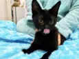 Salem lindo fofinho