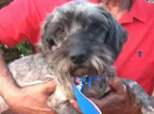 Cachorro raça  idade 4 anos nome Amendoim 