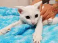 Gaspar lindo bebê 
