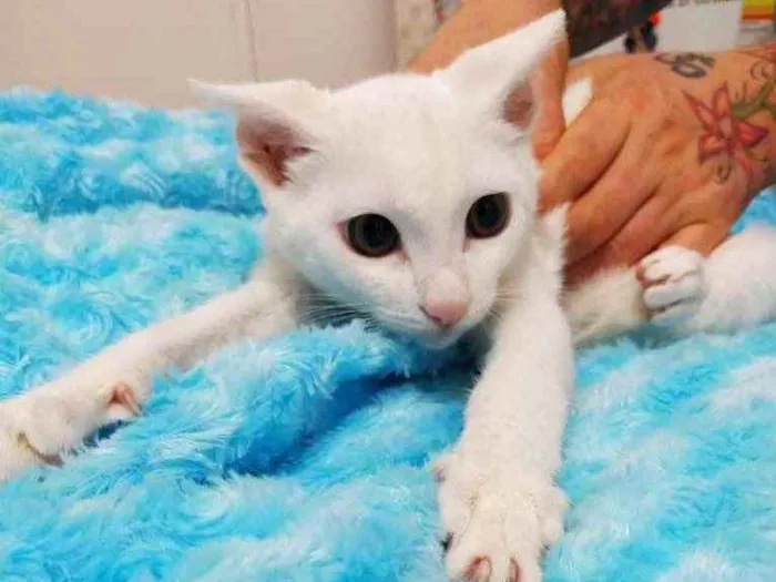 Gato ra a Srd idade 2 a 6 meses nome Gaspar lindo bebê 