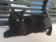 Lindíssimo gatinho