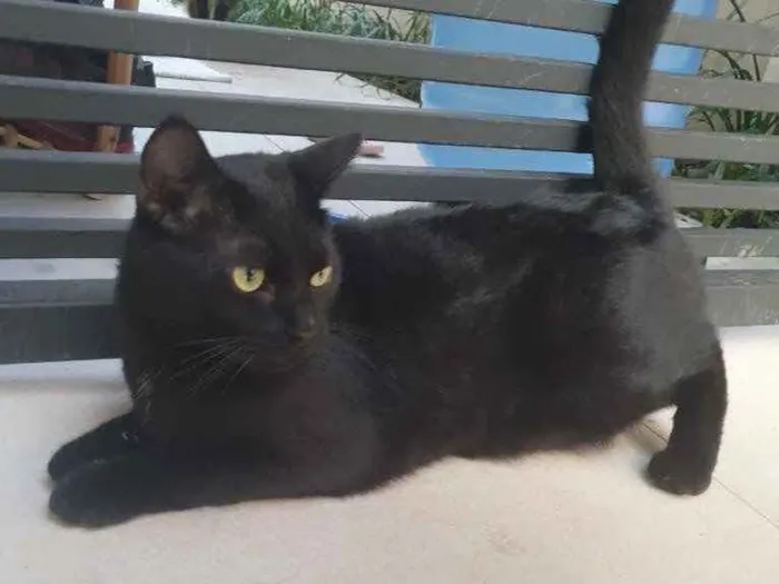 Gato ra a Srd idade 7 a 11 meses nome Lindíssimo gatinho