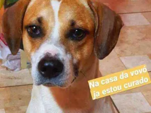 Cachorro raça Srd idade 7 a 11 meses nome Fred 
