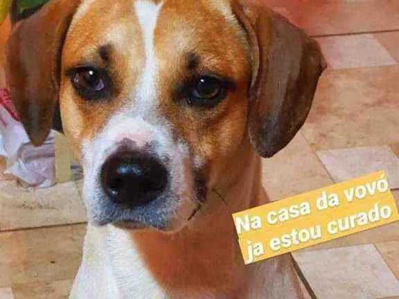 Cachorro ra a Srd idade 7 a 11 meses nome Fred 