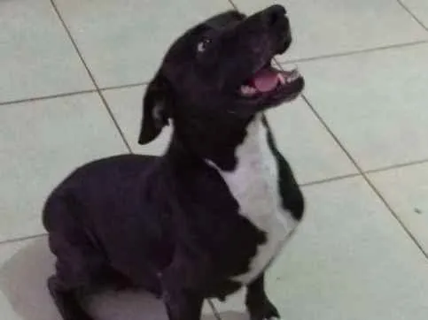 Cachorro ra a  idade 5 anos nome Nega