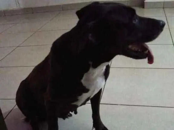 Cachorro ra a  idade 5 anos nome Nega