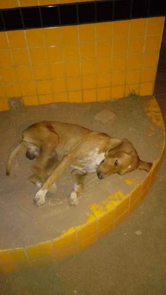 Cachorro ra a SRD idade 5 anos nome Marrom 