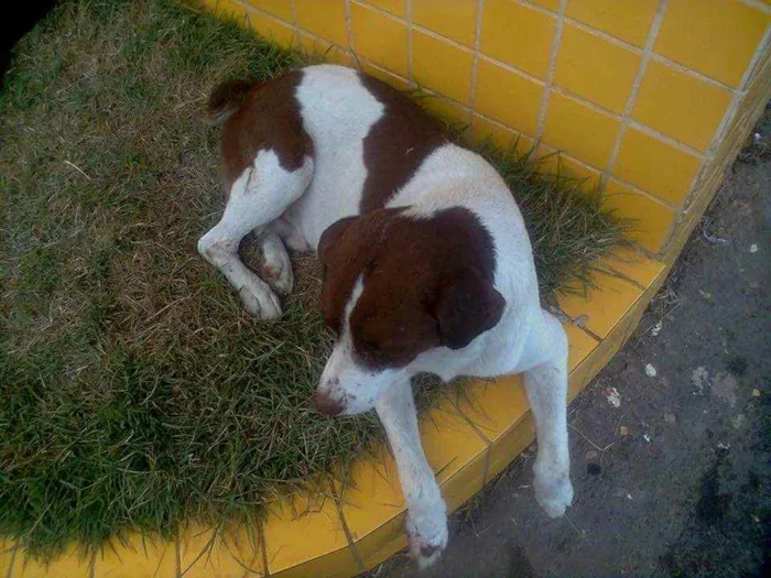 Cachorro ra a SRD idade 6 ou mais anos nome Toquinho 