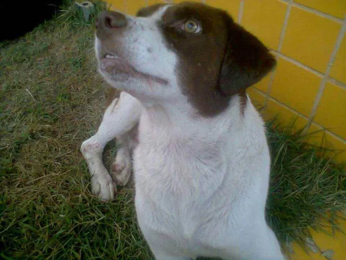 Cachorro ra a SRD idade 6 ou mais anos nome Toquinho 