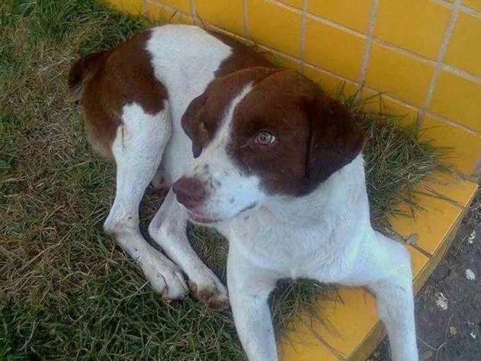 Cachorro ra a SRD idade 6 ou mais anos nome Toquinho 