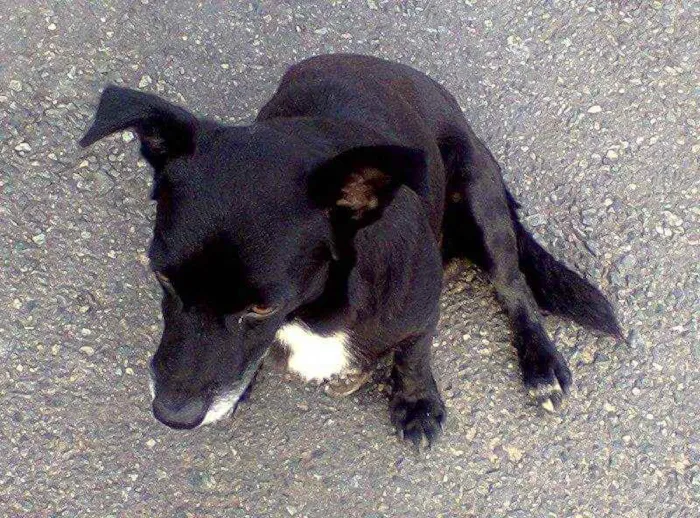 Cachorro ra a SRD idade 6 ou mais anos nome Pelé 