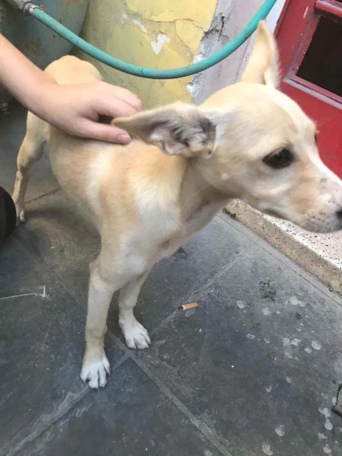 Cachorro ra a Não sei  idade  nome Não sei