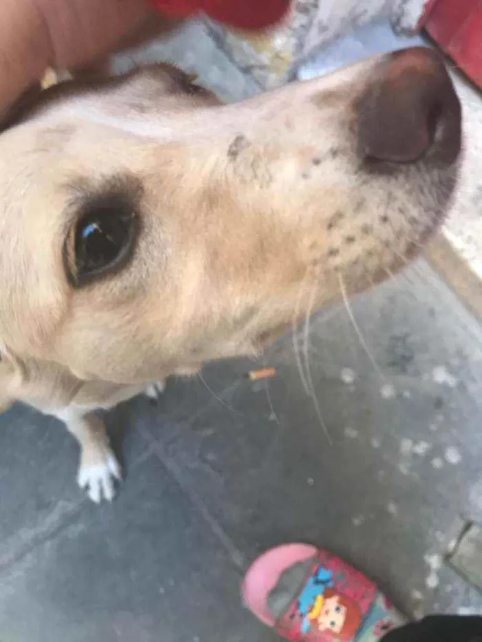 Cachorro ra a Não sei  idade  nome Não sei