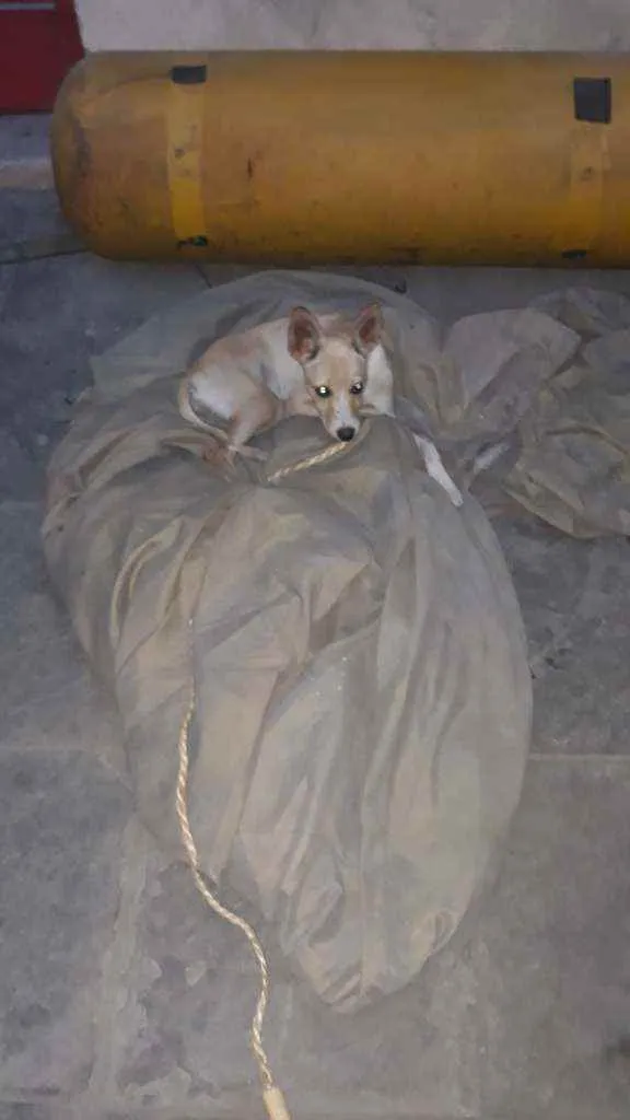 Cachorro ra a Não sei  idade  nome Não sei