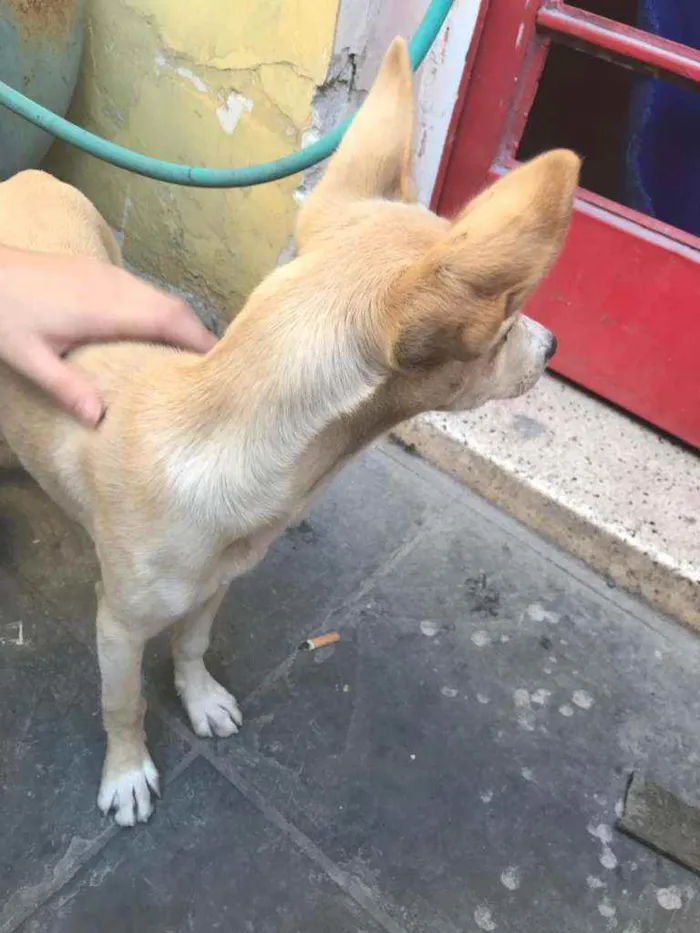 Cachorro ra a Não sei  idade  nome Não sei