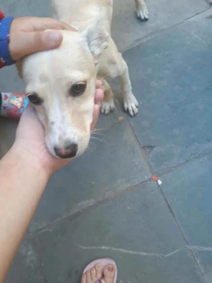 Cachorro ra a Não sei  idade  nome Não sei