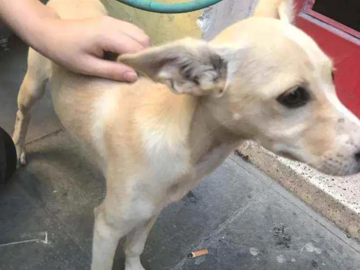 Cachorro ra a Não sei  idade  nome Não sei