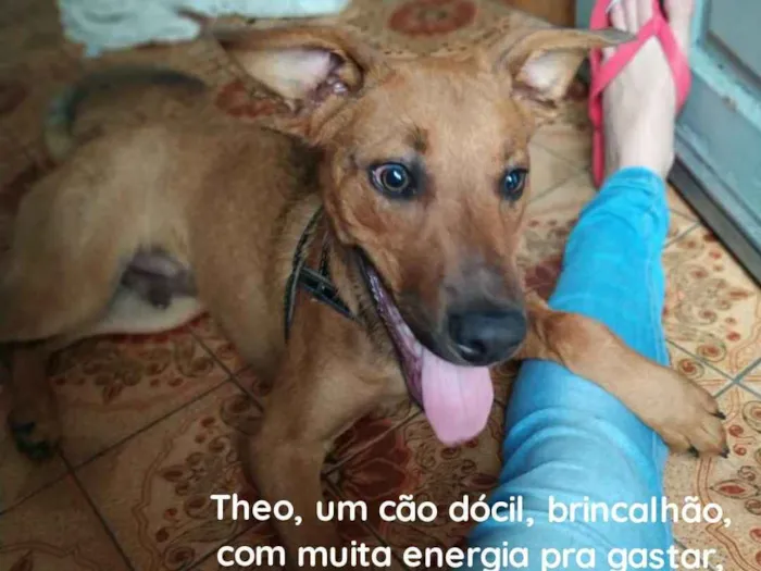 Cachorro ra a Labrador idade 7 a 11 meses nome Theo