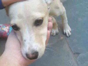 Cachorro raça Não sei  idade  nome Não sei