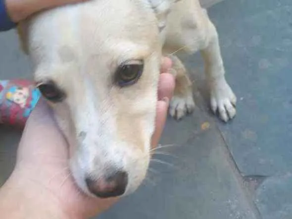 Cachorro ra a Não sei  idade  nome Não sei