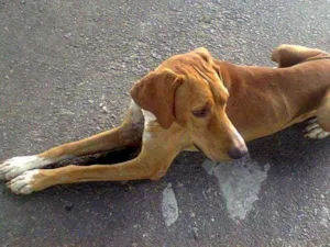 Cachorro raça SRD idade 5 anos nome Marrom 