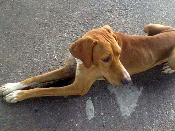 Cachorro ra a SRD idade 5 anos nome Marrom 