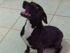 Cachorro raça  idade 5 anos nome Nega