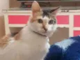 Perola