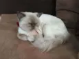 Lilica