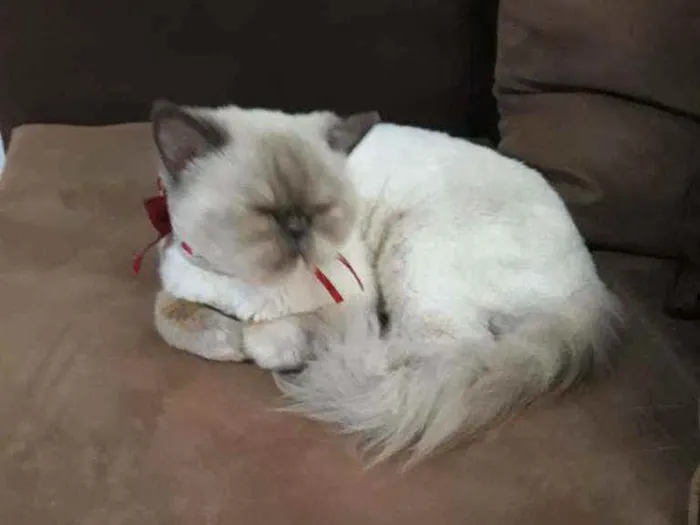 Gato raça Persa idade 2 anos nome Lilica