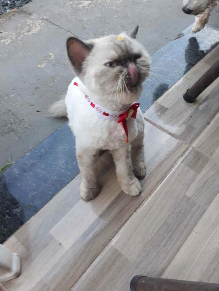 Gato raça Persa idade 2 anos nome Lilica